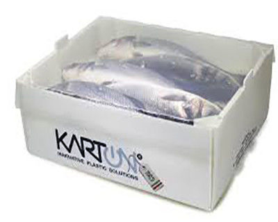 Corruone PP polipropileno 5 KG & 10 KG Custom impermeável Carne congelada ou frutos do mar Caixas de embalagem de frutos do mar Caixa de plástico corrugado
