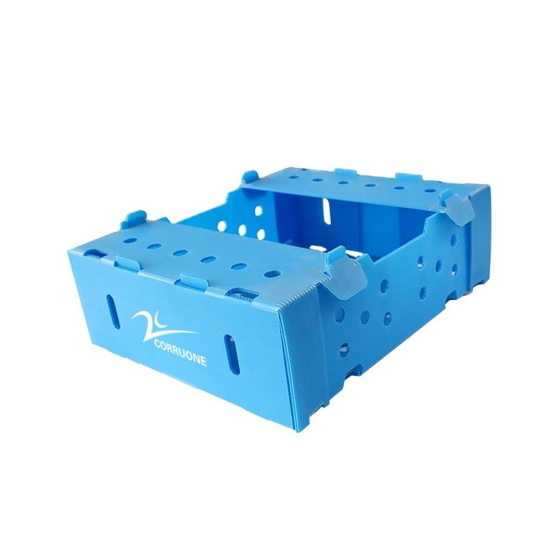 caixas plásticas de 5mm 6mm Correx PP para frutas e legumes