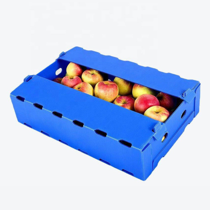 caixas plásticas de 5mm 6mm Correx PP para frutas e legumes