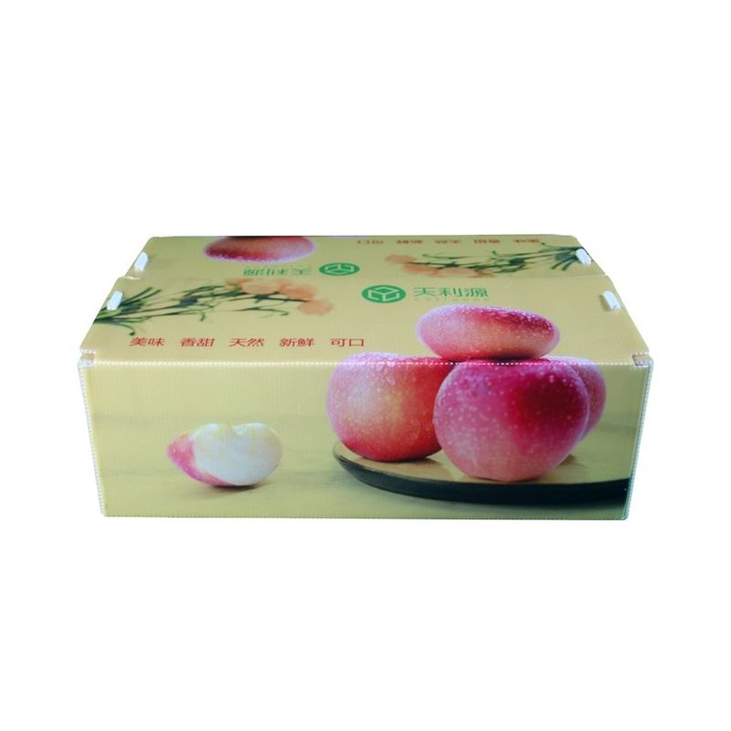 Recipiente ondulado de Corflute do produto comestível da caixa de Twinwall PP para vegetais de frutos