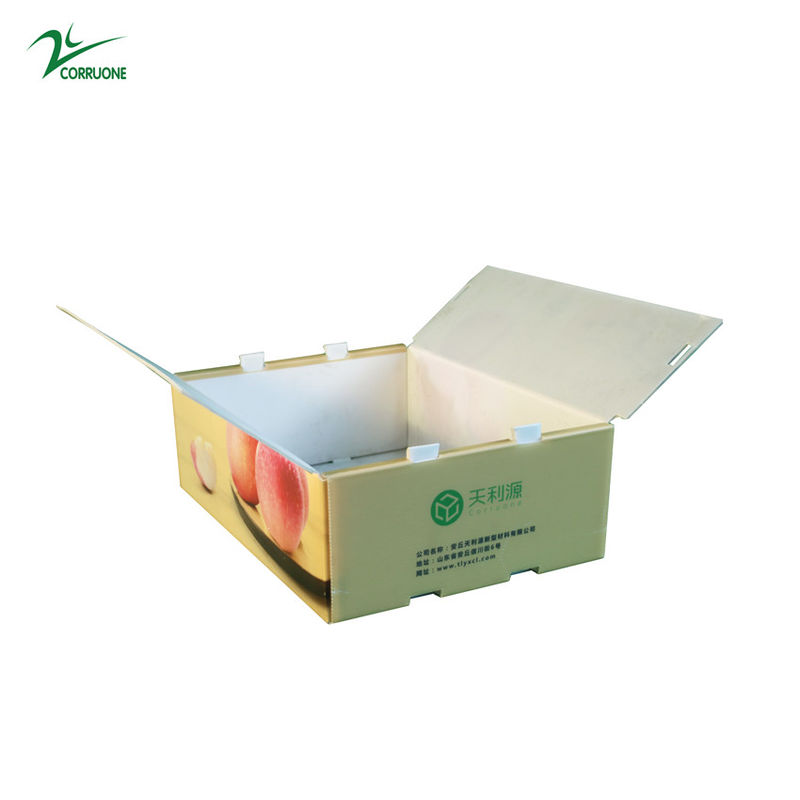 Recipiente ondulado de Corflute do produto comestível da caixa de Twinwall PP para vegetais de frutos
