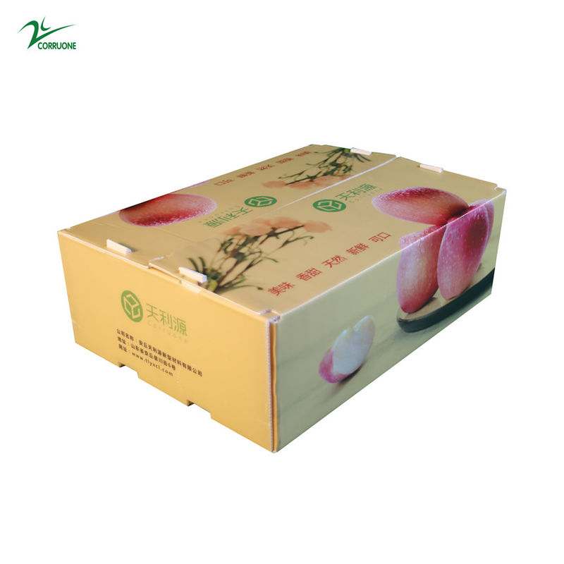 Recipiente ondulado de Corflute do produto comestível da caixa de Twinwall PP para vegetais de frutos