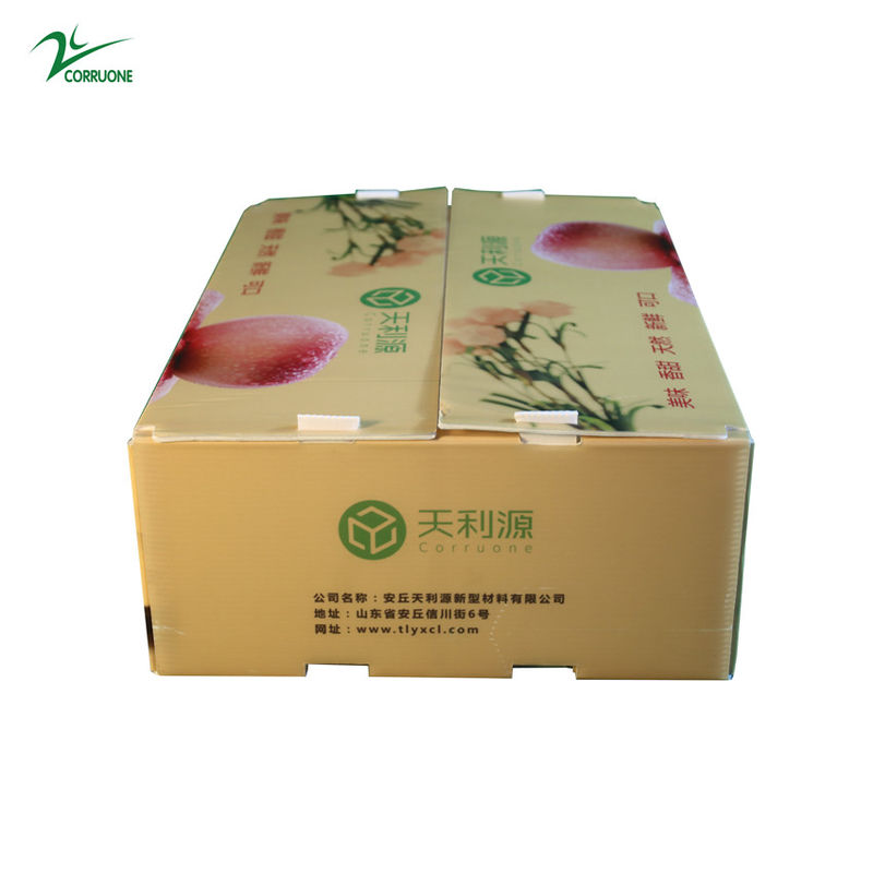 Recipiente ondulado de Corflute do produto comestível da caixa de Twinwall PP para vegetais de frutos