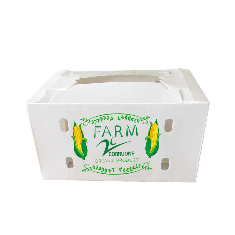 Corruone Caixa de embalagem impermeável de polipropileno corrugado de plástico frutas e vegetais Espargos/Gengibre/Taro/Okra