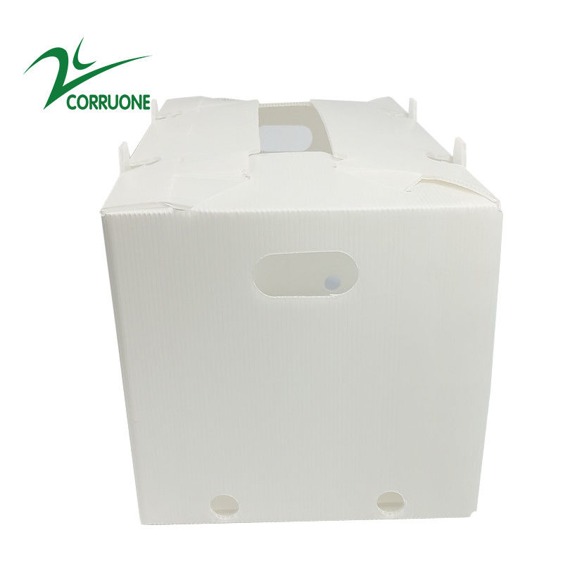 caixas plásticas onduladas dobráveis ocas de Coroplast Correx da caixa de 2mm-11mm