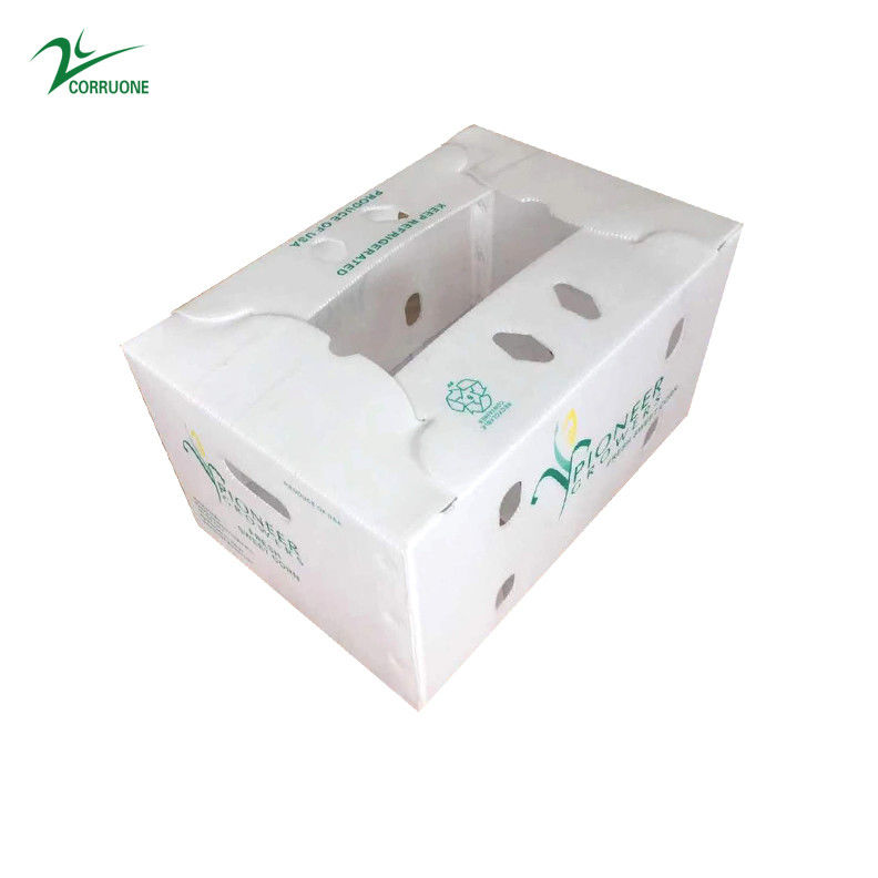 Caixas corrugadas de vegetais para armazenamento de alto desempenho Ótimas para transporte