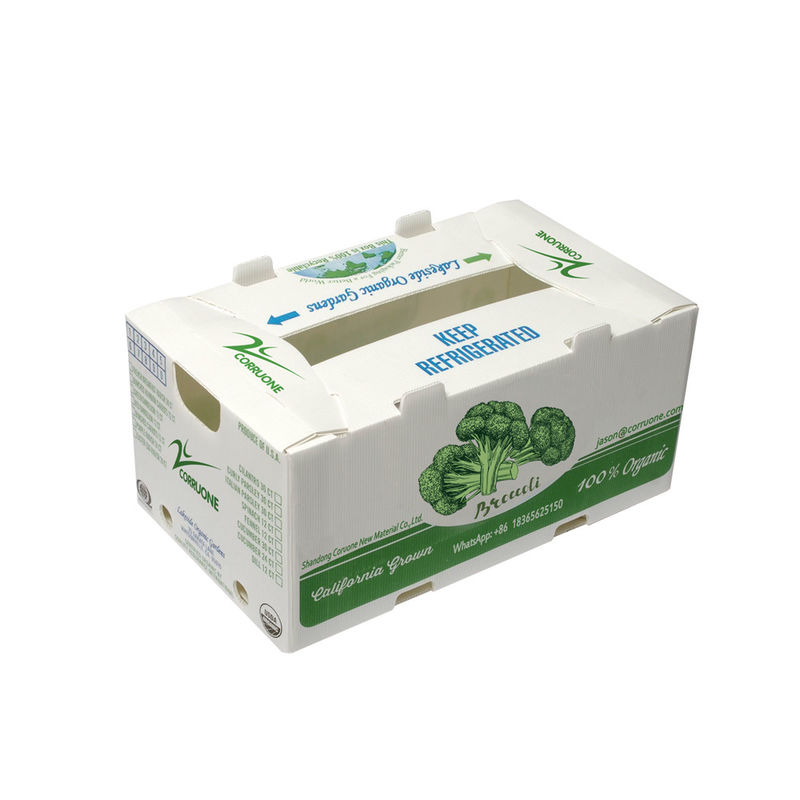 OEM fábrica produzir caixa corrugada de plástico PP para milho doce fresco brócolis berinjela caixa de gengibre