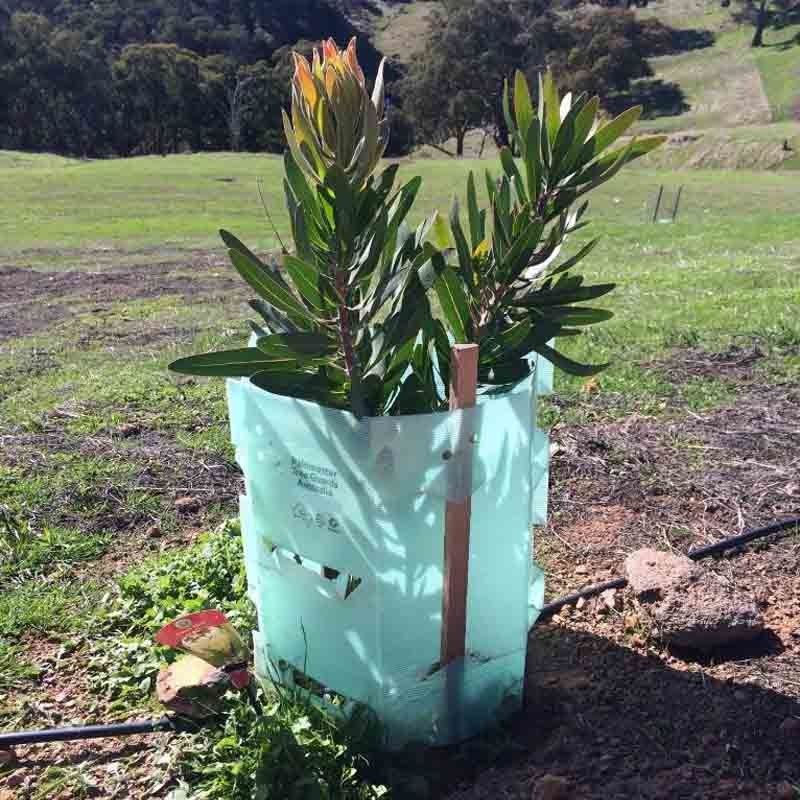 Os PP corrugaram protetores plásticos do tronco de Corflute Plastic Tree do protetor da árvore